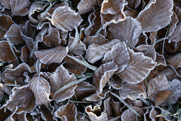 Braun gefrostete Blätter im Freien liegend - ELF02330