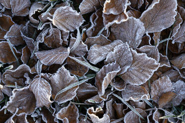 Brown frosted leaves lying outdoors - ELF02330