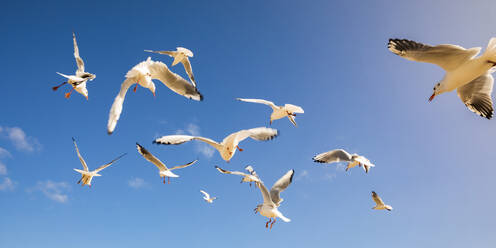 Flock of seagulls flying against blue sky - WDF06460