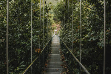 Verkleinerte Perspektive einer Hängebrücke inmitten von Bäumen und Pflanzen im Wald - DMGF00426