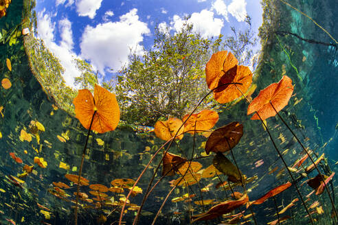 Lilies floating over water against sky in Cenote Aktun Ha, Quintana Roo, Mexico - YRF00232