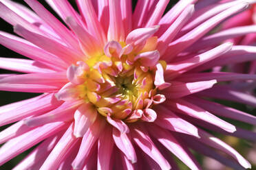 Head of pink blooming dahlia flower - JTF01767