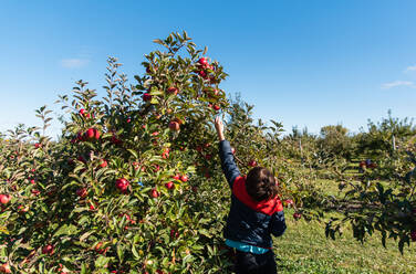 Young boy picking apples in an apple orchard on a sunny day. - CAVF91461