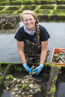 Muschelzüchterin beim Entfernen von Austern aus den Käfigen - CAVF91488