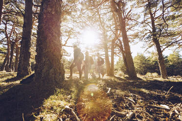 Silhouette Freunde wandern im Wald an einem sonnigen Tag - RSGF00470