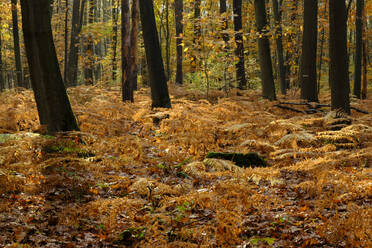 Herbstfarne im Naturschutzgebiet Beversee - WIF04364