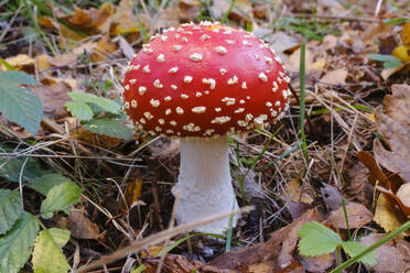 Fliegenpilz (Amanita muscaria) wächst im Herbst - WIF04365