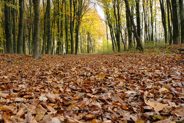 Der Waldboden ist mit herabgefallenem Herbstlaub bedeckt - WIF04366