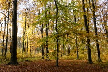 Kurler Busch park in autumn - WIF04367