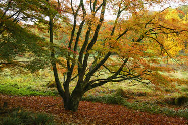 Gelber Ahornbaum im Herbst - WIF04369