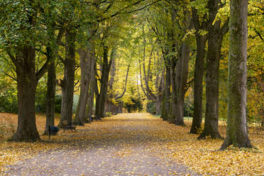 Baumgesäumter Fußweg im herbstlichen Park - WIF04370