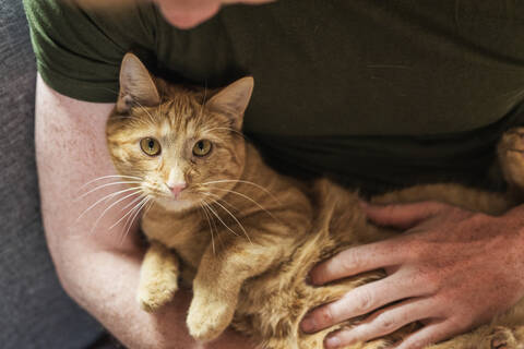 Man carrying cat at home stock photo