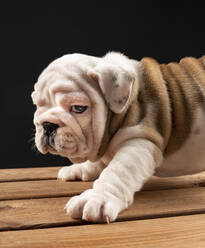 Portrait of English Bulldog puppy - JCCMF00617