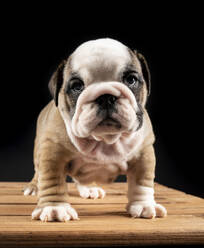 Portrait of English Bulldog puppy - JCCMF00619