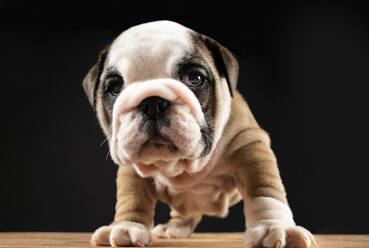 Portrait of English Bulldog puppy - JCCMF00620