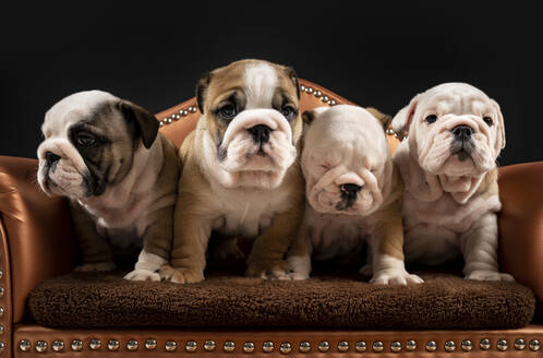 Portrait of four English Bulldog puppies standing together in armchair - JCCMF00621