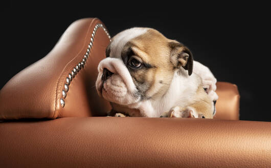 Porträt eines englischen Bulldoggenwelpen im Sessel liegend - JCCMF00622