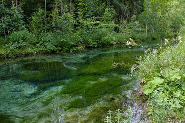 Ammer flowing through Ettaler Weidmoos nature reserve in spring - LBF03287