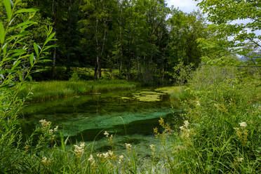 Ammer flowing through Ettaler Weidmoos nature reserve in spring - LBF03288