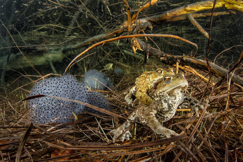 Zwei Erdkröten (Bufo bufo) bei der Paarung im Weitsee - YRF00244