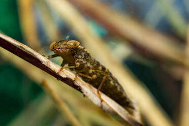 Porträt einer braunen Libellenlarve, die auf einer Pflanze sitzt - YRF00246