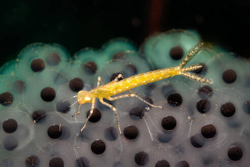 Underwater view of yellow insect crawling on tadpoles - YRF00247