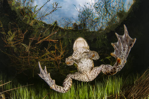 Erdkröte (bufo bufo) beim Schwimmen im Weitsee - YRF00249