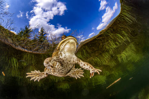 Common toad (bufo bufo) swimming in Weitsee lake - YRF00250