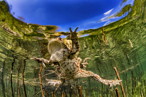 Common toad (bufo bufo) floating in Weitsee lake - YRF00251