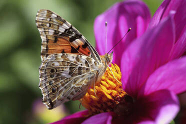 Malerin (Vanessa cardui) beim Fressen einer blühenden Blüte - JTF01774