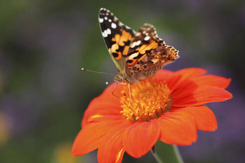 Painted lady (Vanessa cardui) feeding on blooming flower - JTF01776