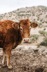 Portrait of brown cow standing outdoors - GRCF00621