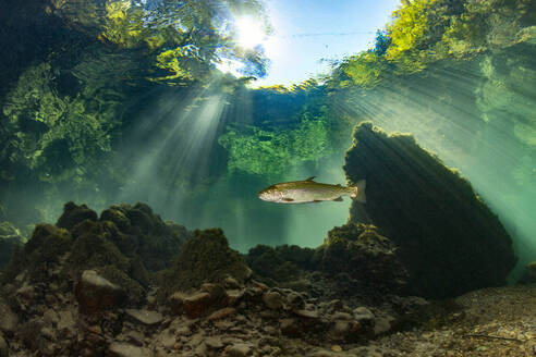 Single fish swimming in Traun river - YRF00260