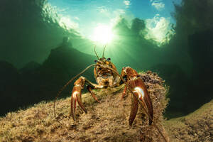 Underwater portrait of signal crayfish (Pacifastacus leniusculus) - YRF00261