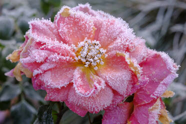 Rosa Rosen mit Winterfrost bedeckt - WIF04377