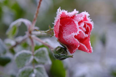 Rosa Rosen mit Winterfrost bedeckt - WIF04378