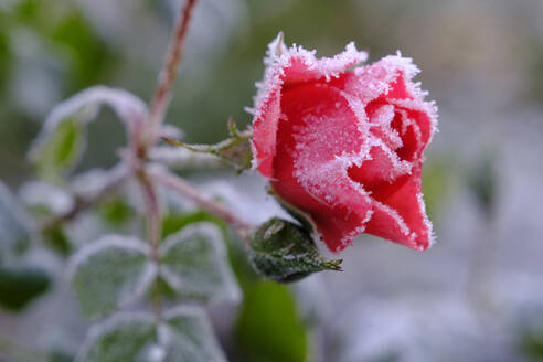 Pink roses covered in winter frost - WIF04378