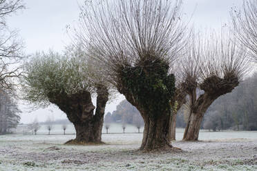 Bestäubte Weidenbäume im Winter - WIF04380