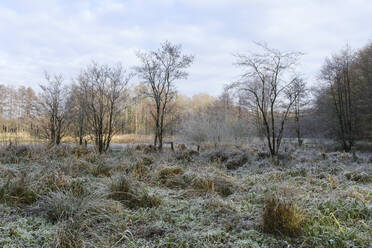 Frost covered grass and trees - WIF04381