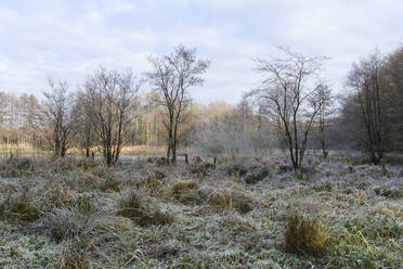 Frostbedecktes Gras und Bäume - WIF04381