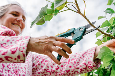 Frau mit Schere beim Beschneiden von grünem Efeu in einem Garten. Horizontales Foto - CAVF91568