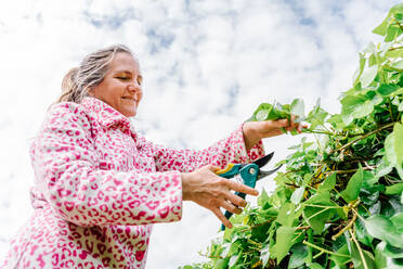 Frau mit Schere beim Beschneiden von grünem Efeu in einem Garten. Horizontales Foto - CAVF91569