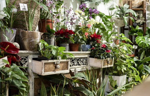 Assorted potted plants at flower shop - JCCMF00696
