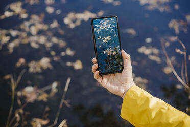 Eine Frau hält ihr Smartphone in der Hand und fotografiert gelbe Herbstblätter - EBBF02100