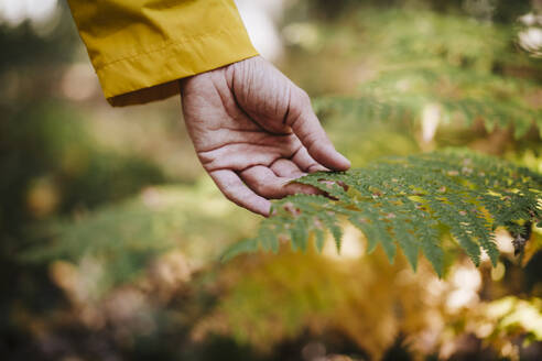 Womans hand touching fern in forest - EBBF02101