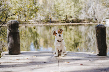 Small dog sitting on pier by lake in Autumn - EBBF02104