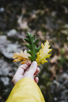 Womans Hand drei Eichenblätter in Herbstfarben - EBBF02109