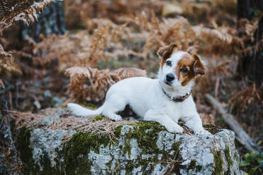 Niedlicher kleiner Hund auf einem Felsen im Herbstwald liegend - EBBF02114