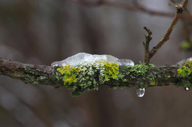 Ice melting on lichen covered branch - JTF01782