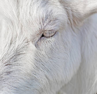 Close up beautiful white goat eye and eyelashes, animal background - CAVF91606